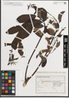 Foto von Salix L.